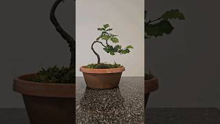 Unwiring a starter Hornbeam🌳 fyp bonsai wire bend prune schweiz [upl. by Aspia]