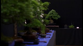 Dansk Bonsai Show 2024  Morud [upl. by Teteak144]