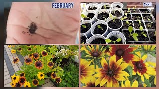 Growing Rudbeckia from seeds to flowers with step by step update on the growth of Rudbeckia [upl. by Naej219]