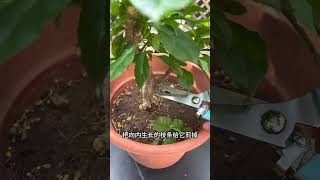 Keep this pruning tip in mind when growing bougainvillea and you won’t have to worry about maint [upl. by Pohsib]