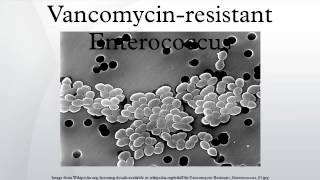 Vancomycinresistant Enterococcus [upl. by Hedelman]