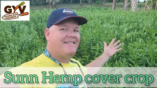 Sunn Hemp Cover Crop in back yard vegetable garden Florida [upl. by Selway515]