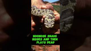 Hognose Snake Hisses and then plays dead [upl. by Aehcim51]