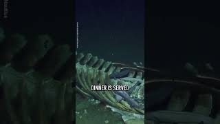 Whale Carcass Discovered On Ocean Floor 😲🐋 [upl. by Elyac914]