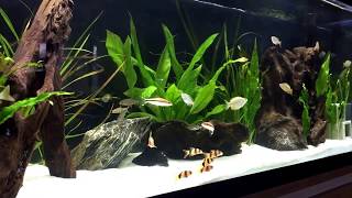 240 litre Community Fish Tank Setup [upl. by Llemij]