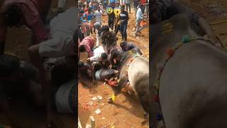 JalliKattu 2023  Nuthugunta Palli  Dangerous Incident 😰 jallikattu2023 jallikattuincident [upl. by Rickey]