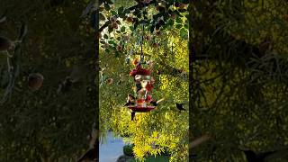 The REAL Difference Between Hummingbird Feeders for Beginners [upl. by Chlores]