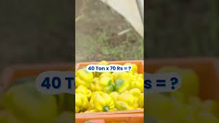 12 फीट का Capsicum का Plant कभी देखा है क्या 🤔😱Full Video जल्दी से देखिए👆 indianfarmer shorts [upl. by Frants]