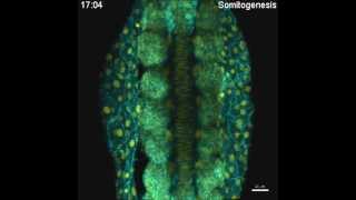 Movie Convergent extension and formation of ectodermal and mesodermal tissues [upl. by Tailor]