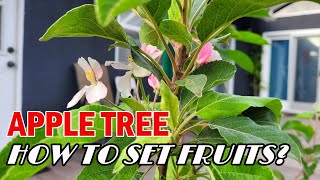 Apple Tree How to CrossPollinate and Set Fruits  SelfPollinating and Pollinator  SelfFertile [upl. by Fairlie]