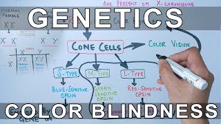 Genetics of Color Blindness [upl. by Leber]