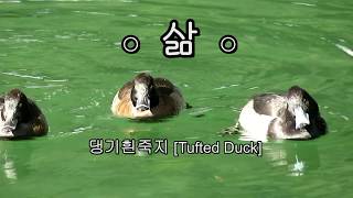 삶  좋은글  Tufted Duck댕기흰죽지 [upl. by Hsinam]