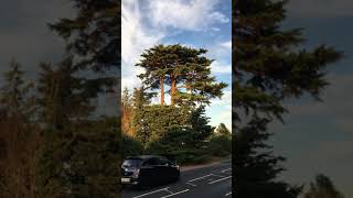 Deodar cedar Cedrus deodara  tree  August 2018 [upl. by Sirronal829]