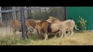 Siberian Tiger vs Lion2 Male Tigers vs 2 Male Lions [upl. by Christal469]