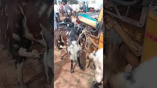 VM Sheep Farmsheepfarm animals achampet sheeps goat trendingshorts viralshort short [upl. by Krigsman]