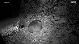 Spot the Badger and Stripey the Badger Mother and Cub in my garden [upl. by Trefler]