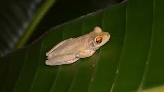 Cuban Tree Frog Call [upl. by Ezalb642]