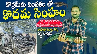 Koramenu Fish Farming Farmer Success Story  Vietnam Murrel Fish  కొర్రమేను చేపల సాగు  N5 Media [upl. by Forrester353]