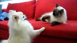 2007 White Pomeranian Dog VS Himalayan Cat [upl. by Niatirb737]