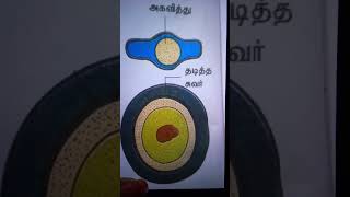 Endospore Tamil [upl. by Alius]