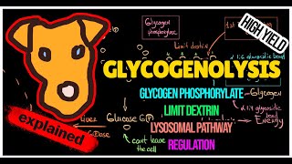 Glycogenolysis pathway Regulation of Glycogen breakdown Lysosomal pathway [upl. by Haidebez34]