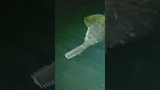 Sawfish fishing extinction protected dinosaur viralvideo trending suspense [upl. by Nylsirhc669]