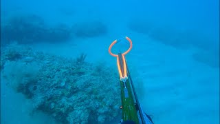 Shallow water Spearfishing Hogfish in 70  Commercial Trip [upl. by Nary]