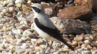 Ptasie portrety  białorzytki w ogrodzie  Bird portraits  Northern wheatears in the garden [upl. by Ecirahc]