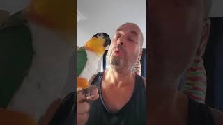 Caique Parrot 3  Singing amp Dancing parrot caique caiques birds bird petbirds funny shorts [upl. by Crellen]