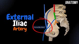 External Iliac Artery EASY scheme Course  Branches [upl. by Gibb]