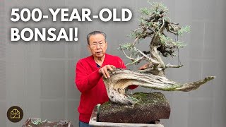 Turning a 500YearOld Yamadori CA Juniper into a Bonsai [upl. by Diego]