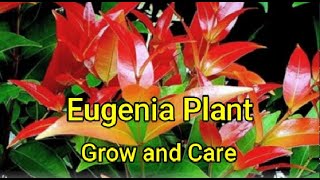 Eugenia plant How to grow take care and propagate [upl. by Jeri]