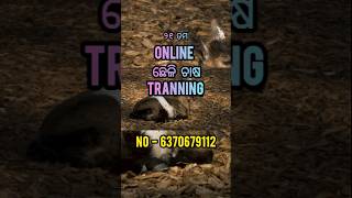 online goat farming training goat farming chheli chasa training mukrushaka [upl. by Lizzy]