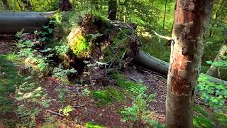 Forest Walk through the Riesebusch in Bad Schwartau ASMR 13 [upl. by Nymassej402]