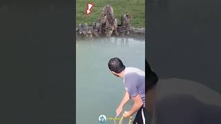 AMAZING TANGKAP IKAN DIDEPAN KAWANAN CHEETAH animals wildlife shorts [upl. by Faria]