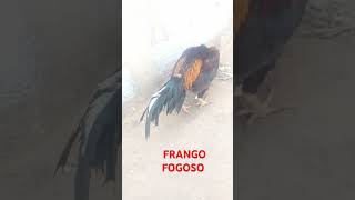 FRANGO FOGOSO MURA [upl. by Bearce220]