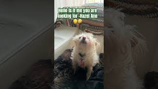 Hello Hazel Ann dogsofyoutube dogshorts doglover funny [upl. by Ahsinehs]