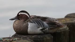 Garganey [upl. by Nayarb303]