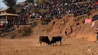 Népal combats de taureaux pour marquer la fin de lhiver [upl. by Gilman]