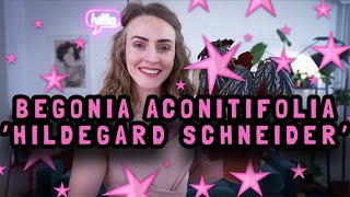 Meet the Houseplants  Begonia aconitifolia Hildegard Schneider  Episode 3 [upl. by Evangelina]