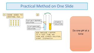 GCSE Biology RP4 Enzymes Revision Video [upl. by Nonaihr]