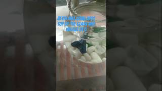 How to know betta fish is hungry 🐟 Hungry betta fish🐟bettafish shorts ytshorts betta [upl. by Birkle]