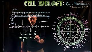 Decoding DNA [upl. by Chevy]