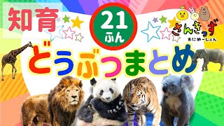 【子供向け 動物 知育アニメ】動物園のどうぶつたちの知育動画まとめ★【21分連続再生】ライオン パンダ トラ コアラ 人気の動物が大集合！ 赤ちゃん 幼児が喜ぶアニメ [upl. by Rosemare]