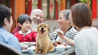 Chinês come CARNE DE CACHORRO mito [upl. by Esinert]