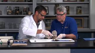 Detailed Clam bivalve molluscs or mollusks Dissection Jr High High School and College Review [upl. by Richter856]