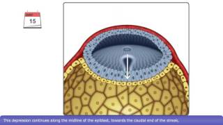 The Process of Gastrulation [upl. by Celeste866]