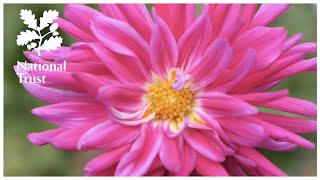 How to overwinter dahlias expert advice from the National Trust School of Gardening [upl. by Adnamaa28]