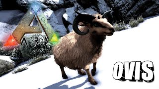 Taming A Ovis  Ark Survival Evolved  The Island [upl. by Nelle]