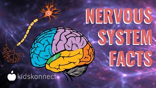 Nervous System Facts For Kids  How it Works Anatomy Facts [upl. by Waylen]